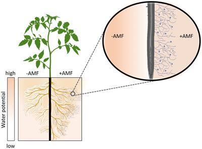 Arbuscular Mycorrhiza Symbiosis Enhances Water Status and Soil-Plant Hydraulic Conductance Under Drought